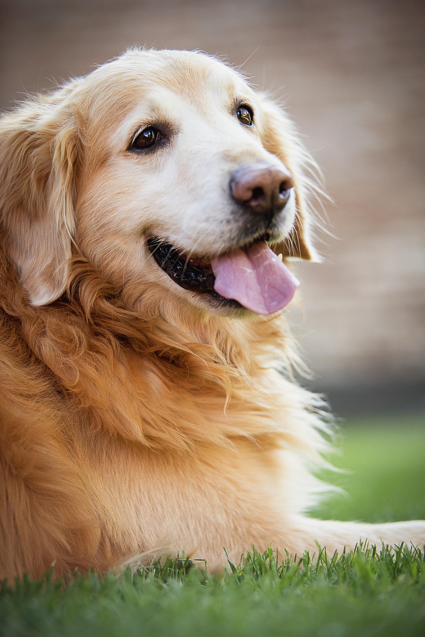 golden retiver, dog, happy dog, animal, dog playing, juesgos, dogs, golden retriever, dog resting, animals, pet, obedient dog, nature, mascot, dog profile
